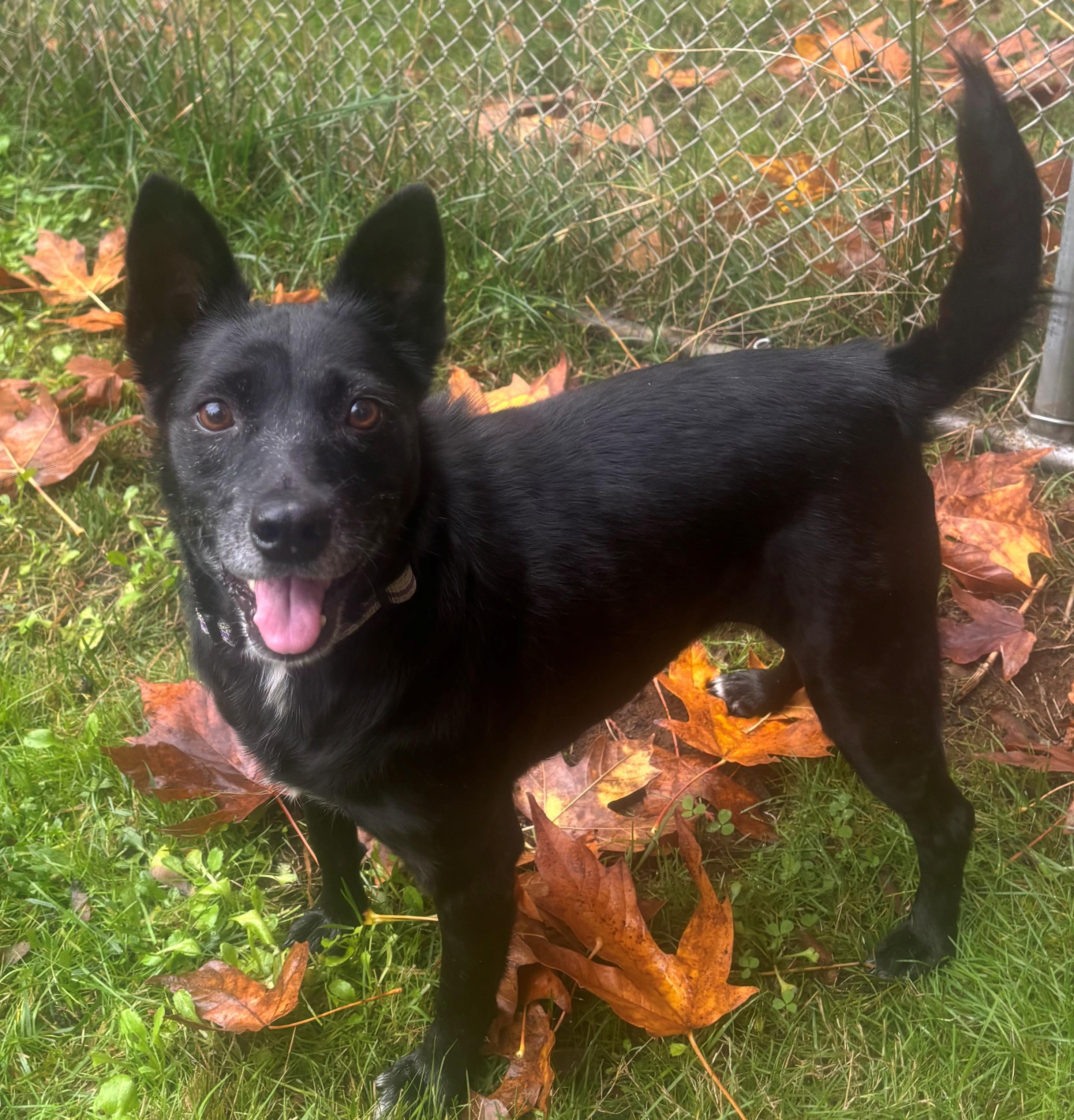 Enlarge RITA, a Adoptable mixed breed in Olympia, WA image 1/6