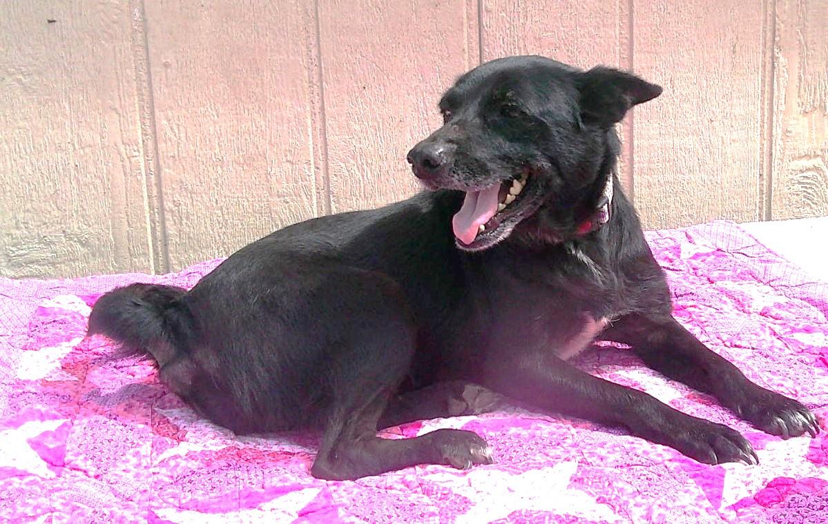 Enlarge RITA, a Adoptable mixed breed in Olympia, WA image 5/6