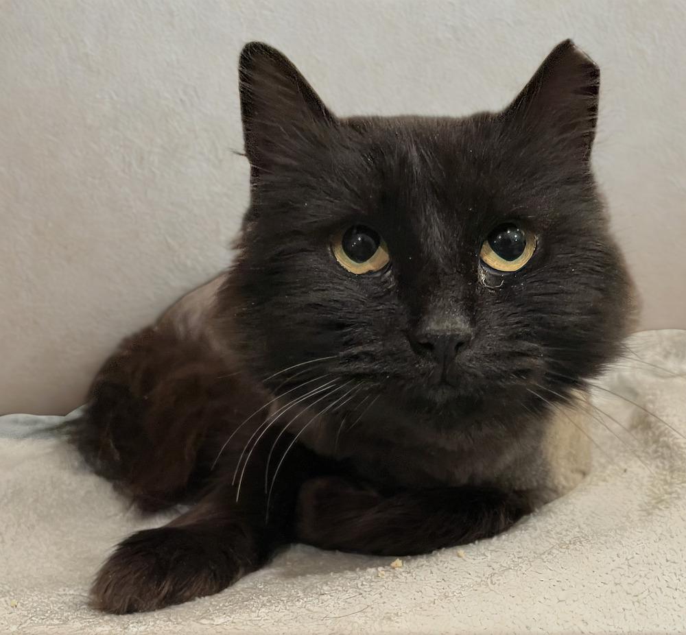 Enlarge Rosemary, a Adoptable Domestic Long Hair in Omaha, NE image 1/2