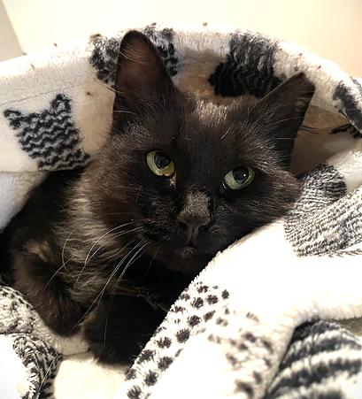 Enlarge Rosemary, a Adoptable Domestic Long Hair in Omaha, NE image 2/2