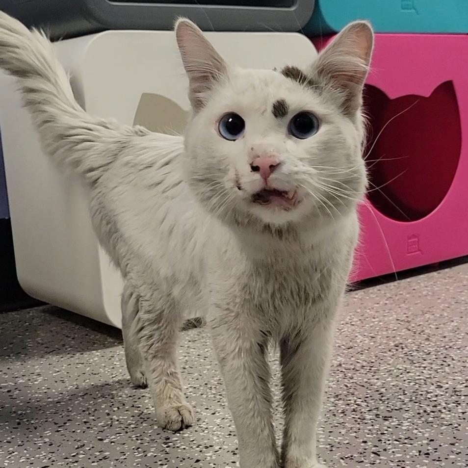 Kuzco — thumbnail 2