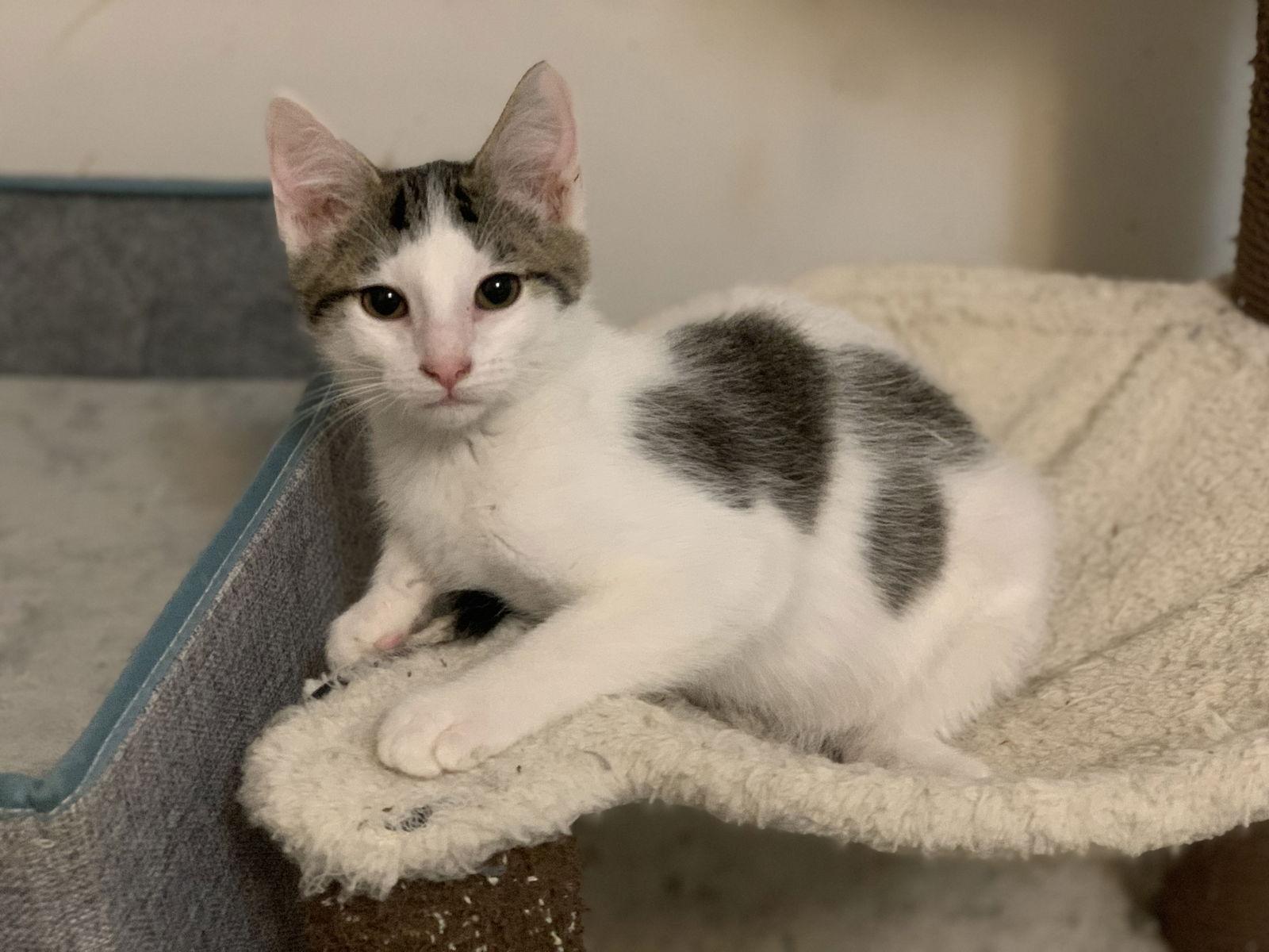 Beatrice, a Adoptable Domestic Short Hair in Fenton, MO image 1/3