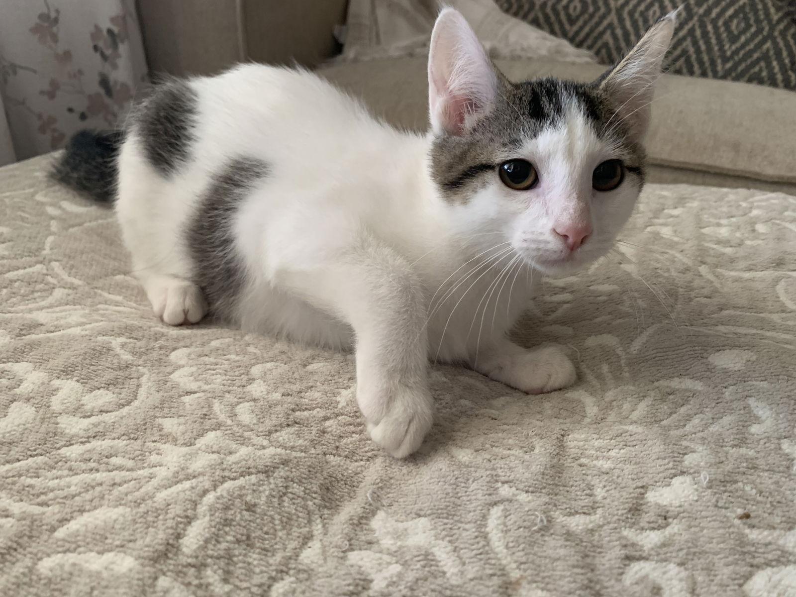 Beatrice, a Adoptable Domestic Short Hair in Fenton, MO image 2/3