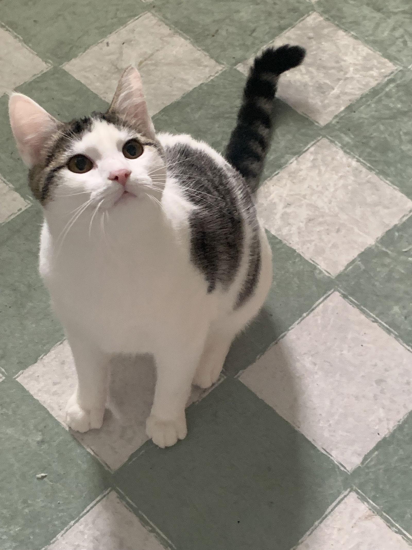 Beatrice, a Adoptable Domestic Short Hair in Fenton, MO image 3/3