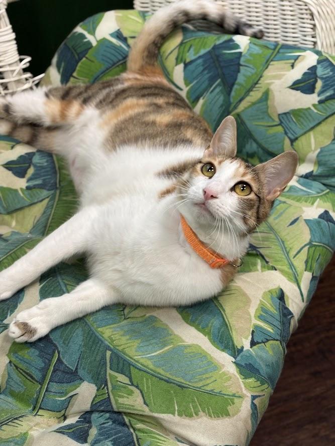 Pepper Potts, Adoptable, Adult Female Domestic Short Hair.