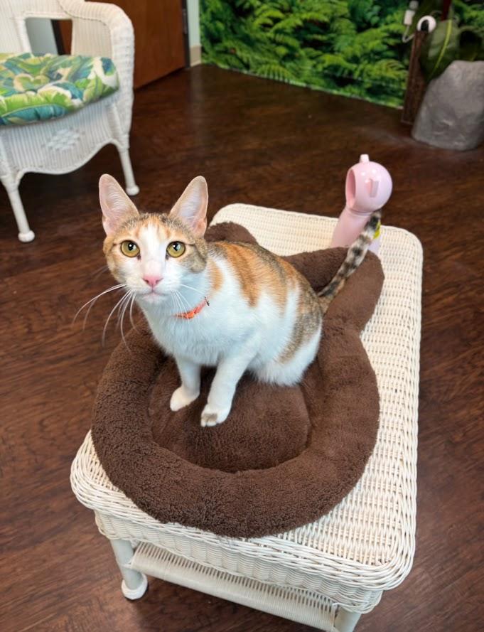 Pepper Potts, Adoptable, Adult Female Domestic Short Hair.