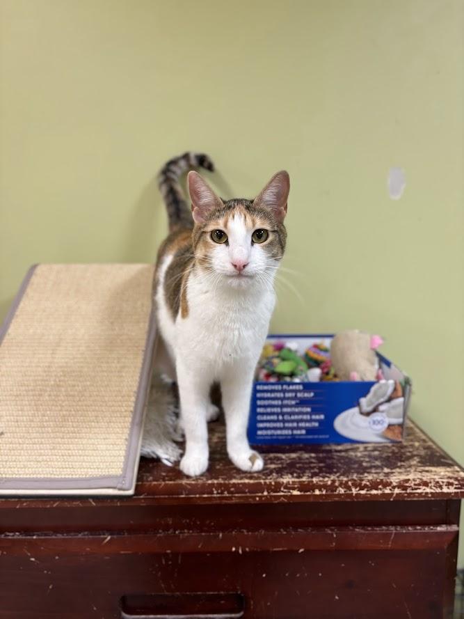 Enlarge Pepper Potts, a Adoptable Domestic Short Hair in The Colony, TX image 4/6