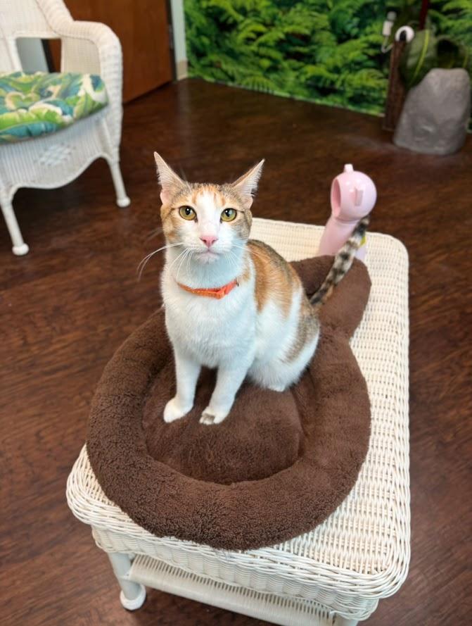 Enlarge Pepper Potts, a Adoptable Domestic Short Hair in The Colony, TX image 3/6