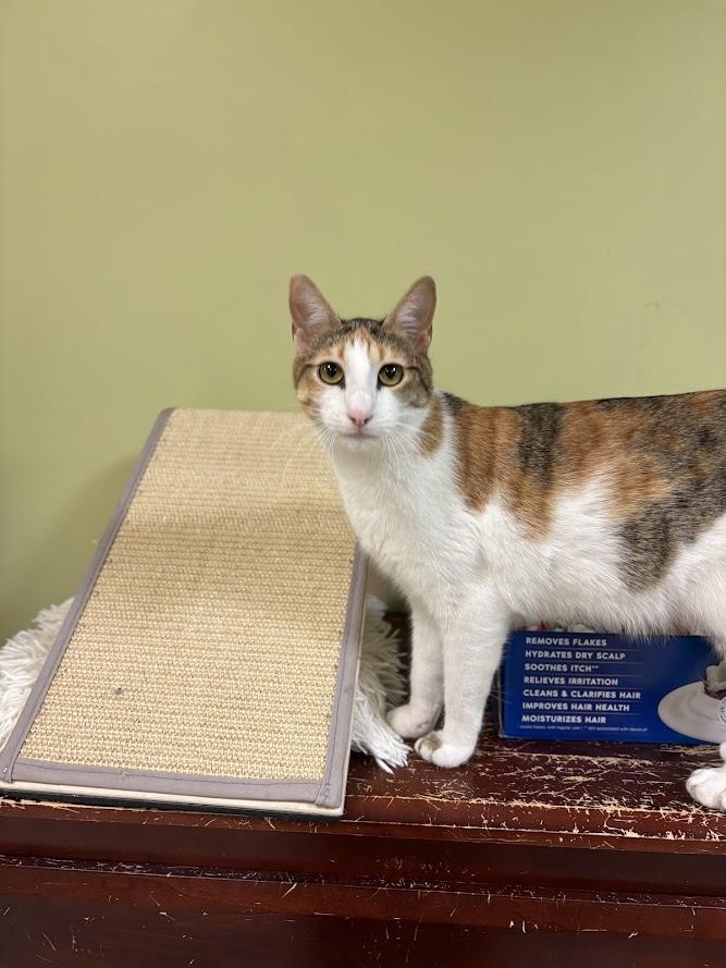 Enlarge Pepper Potts, a Adoptable Domestic Short Hair in The Colony, TX image 6/6