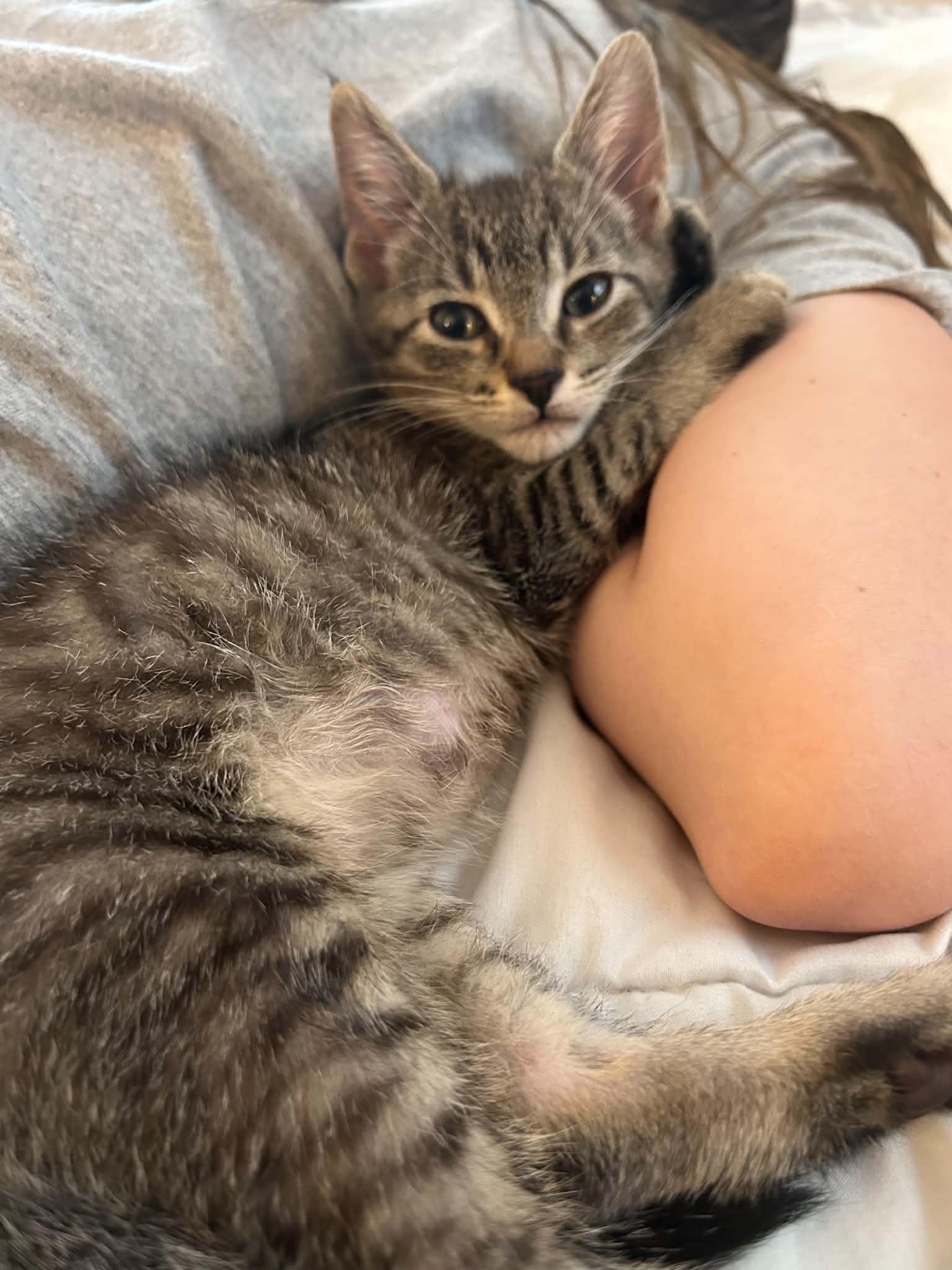 River, a ADOPTABLE Domestic Short Hair in Milwaukee, WI image 5/5