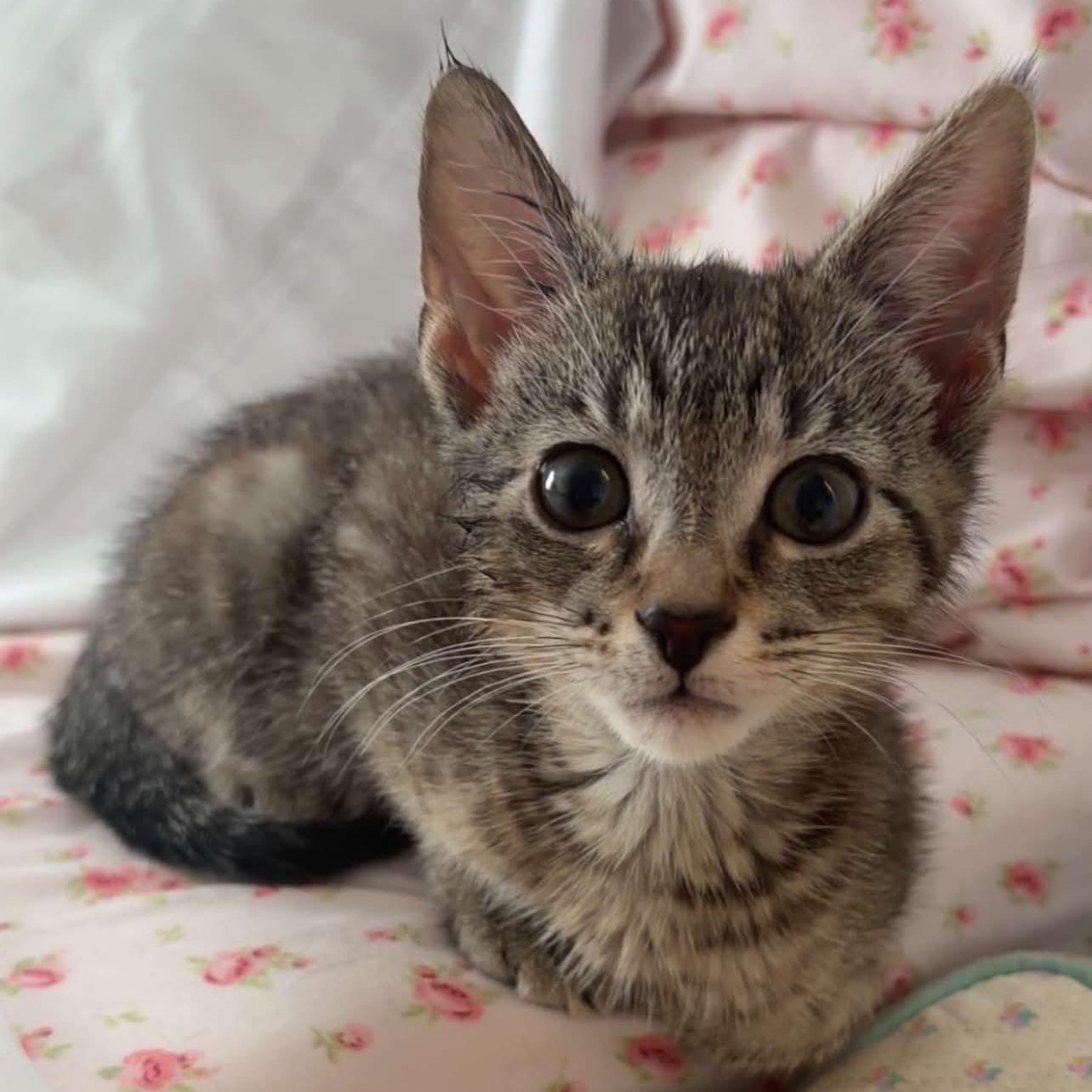 River, ADOPTABLE, Kitten Male Domestic Short Hair.