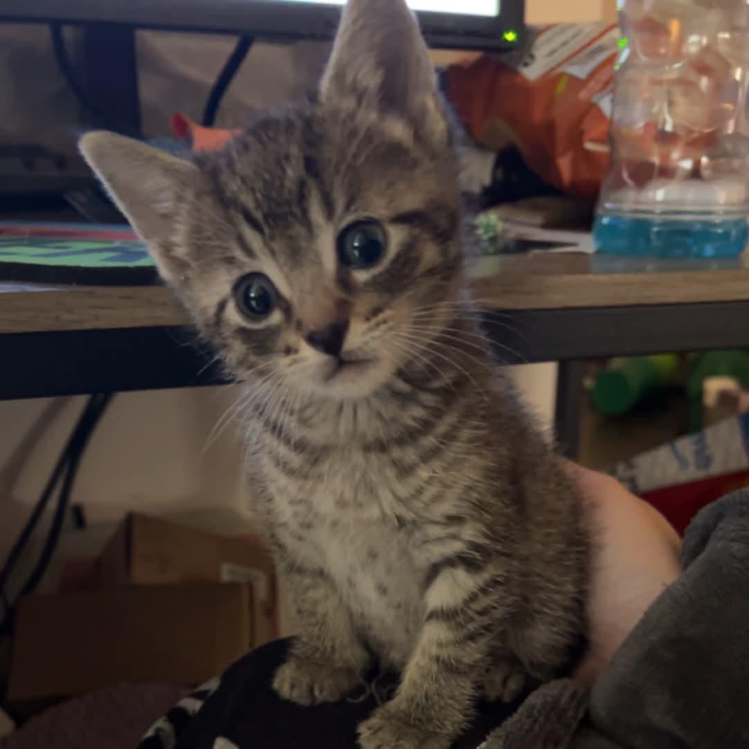 River, a ADOPTABLE Domestic Short Hair in Milwaukee, WI image 2/5