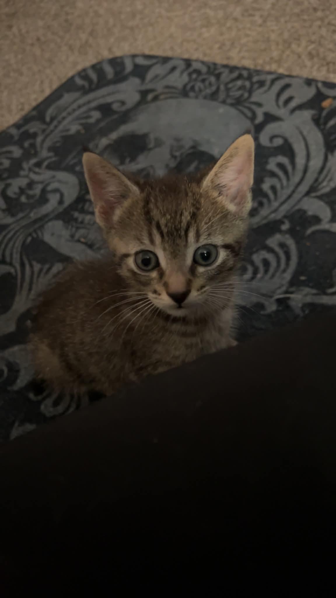River, a ADOPTABLE Domestic Short Hair in Milwaukee, WI image 4/5