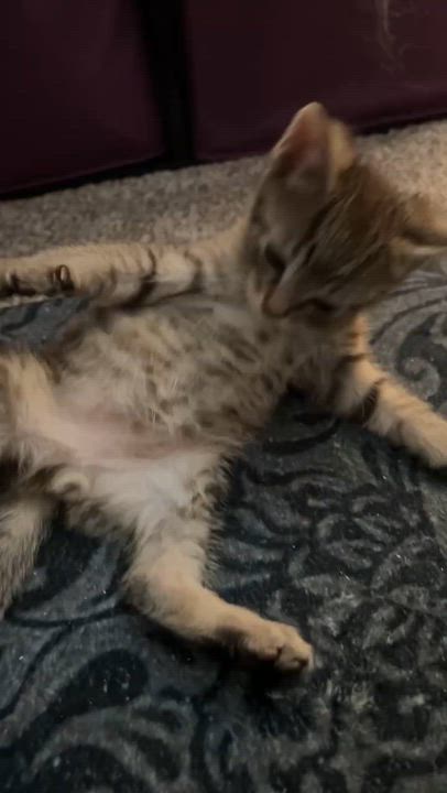 Enlarge River, a ADOPTABLE Domestic Short Hair in Milwaukee, WI video 3/5
