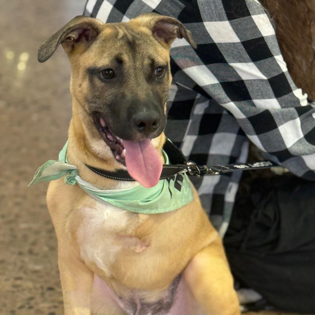 Dr. Pepper, Adoptable, Young Male Mixed Breed.