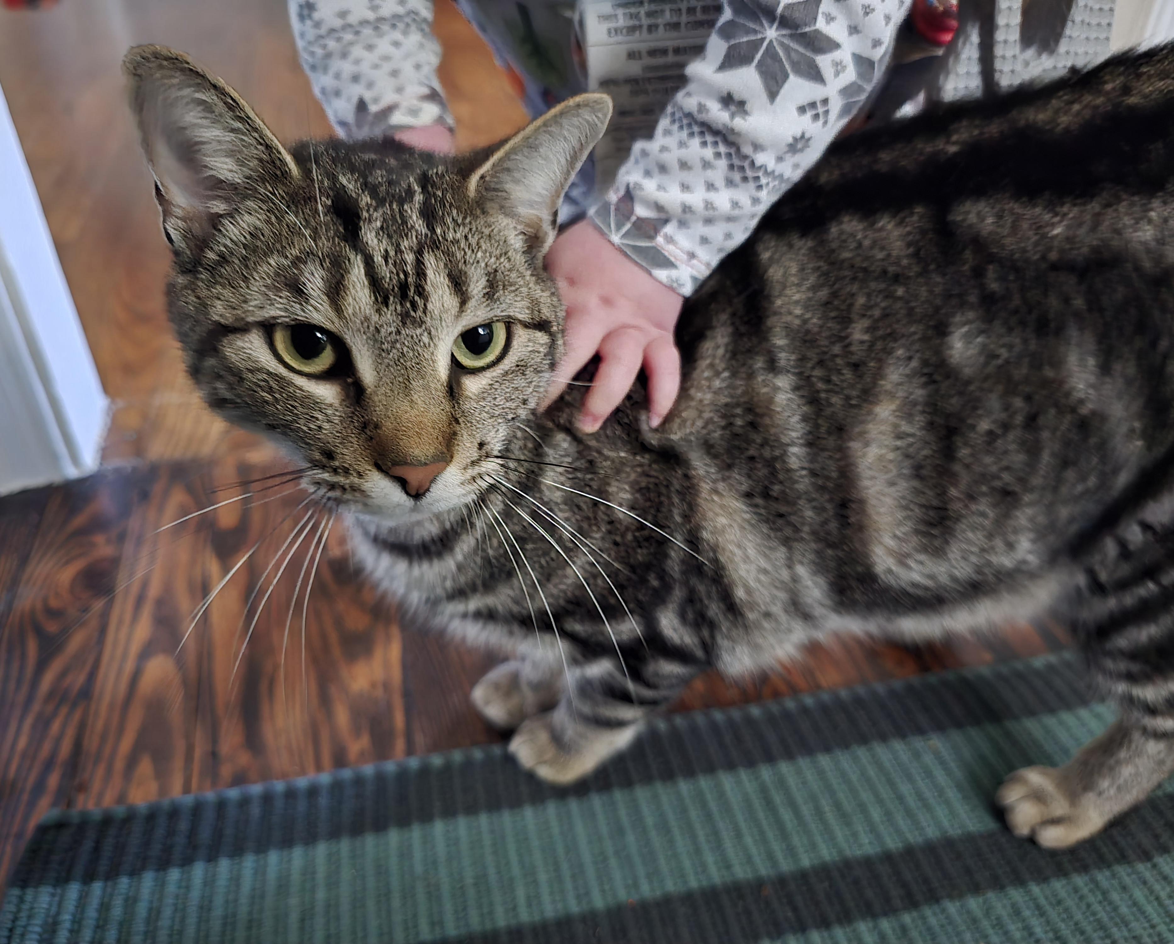 Enlarge Ibiza, a Adoptable mixed breed in Norfolk, VA image 1/6