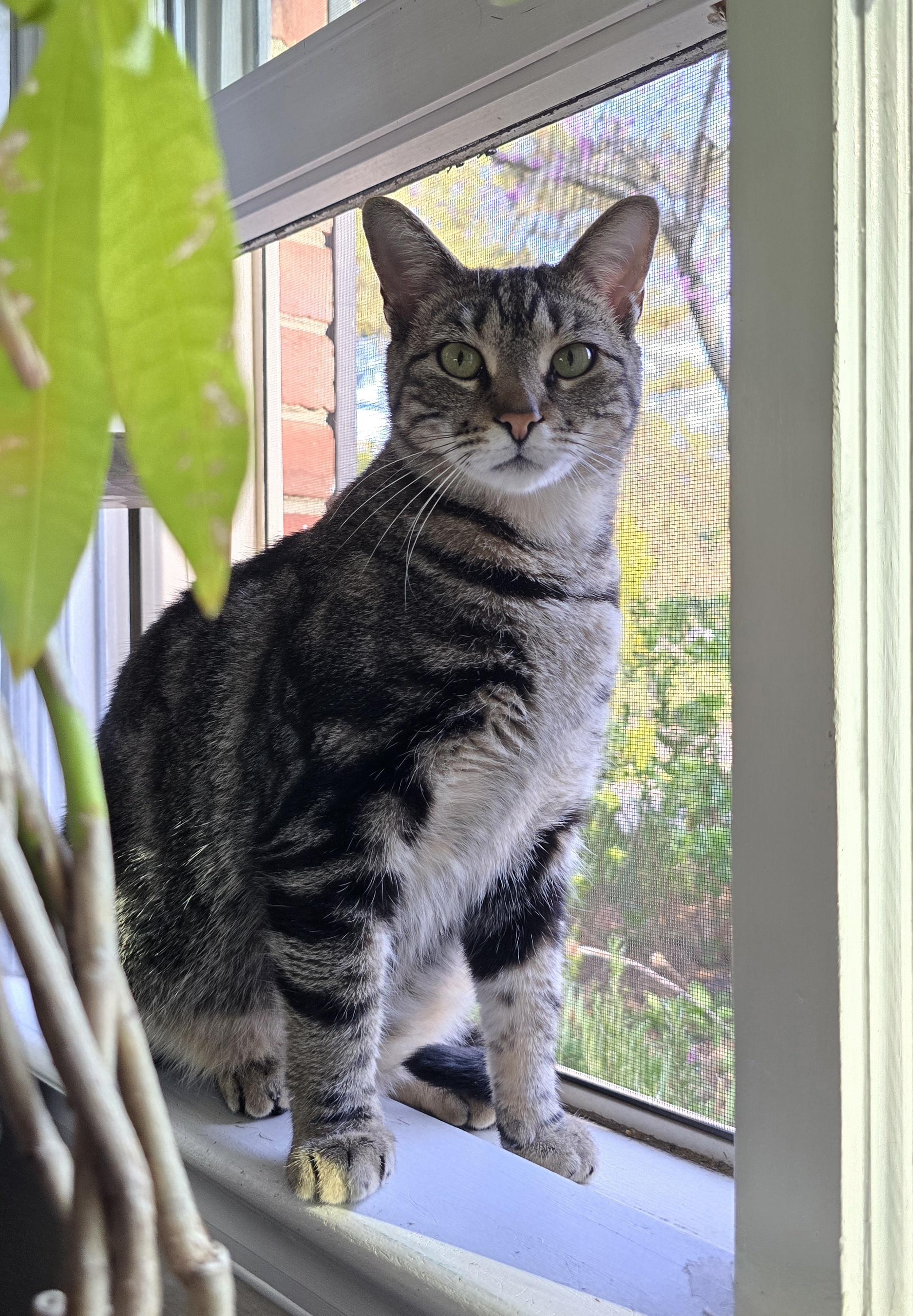 Ibiza, Adoptable, Young Female Tabby & Domestic Short Hair.