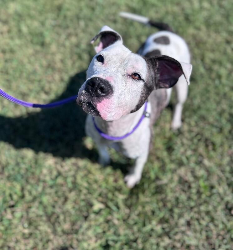 Rayla, a Adoptable mixed breed in Disputanta, VA image 1/6