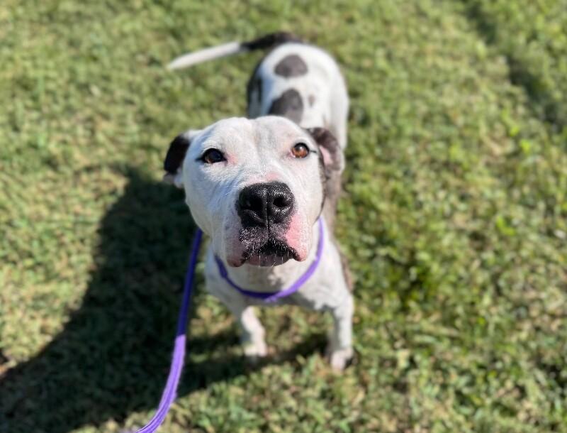 Rayla, a Adoptable mixed breed in Disputanta, VA image 2/6