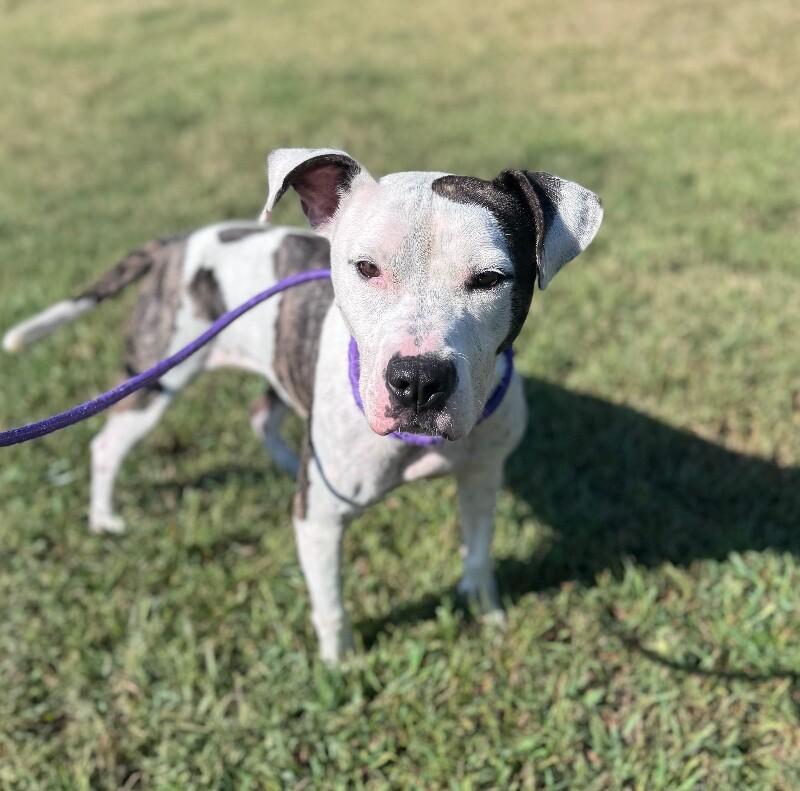 Rayla, a Adoptable mixed breed in Disputanta, VA image 3/6