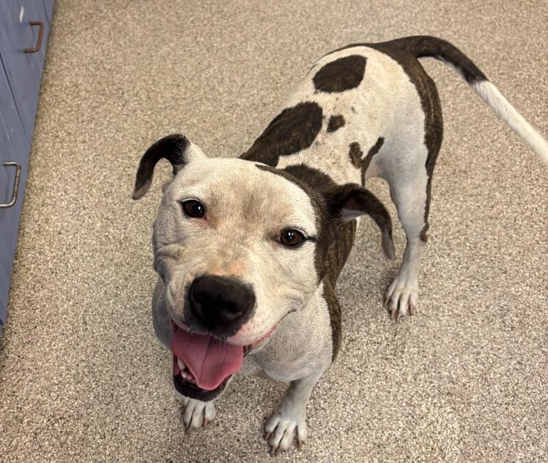 Rayla, a Adoptable mixed breed in Disputanta, VA image 4/6