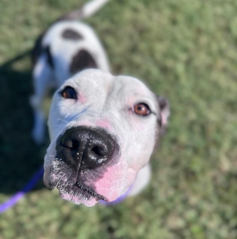 Rayla, a Adoptable mixed breed in Disputanta, VA image 5/6