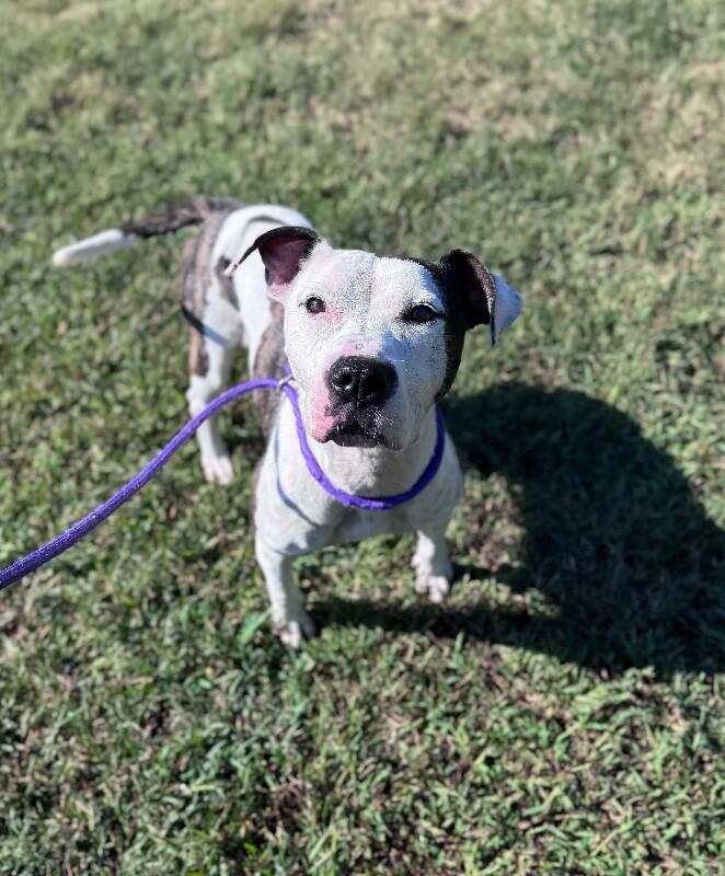 Rayla, a Adoptable mixed breed in Disputanta, VA image 6/6