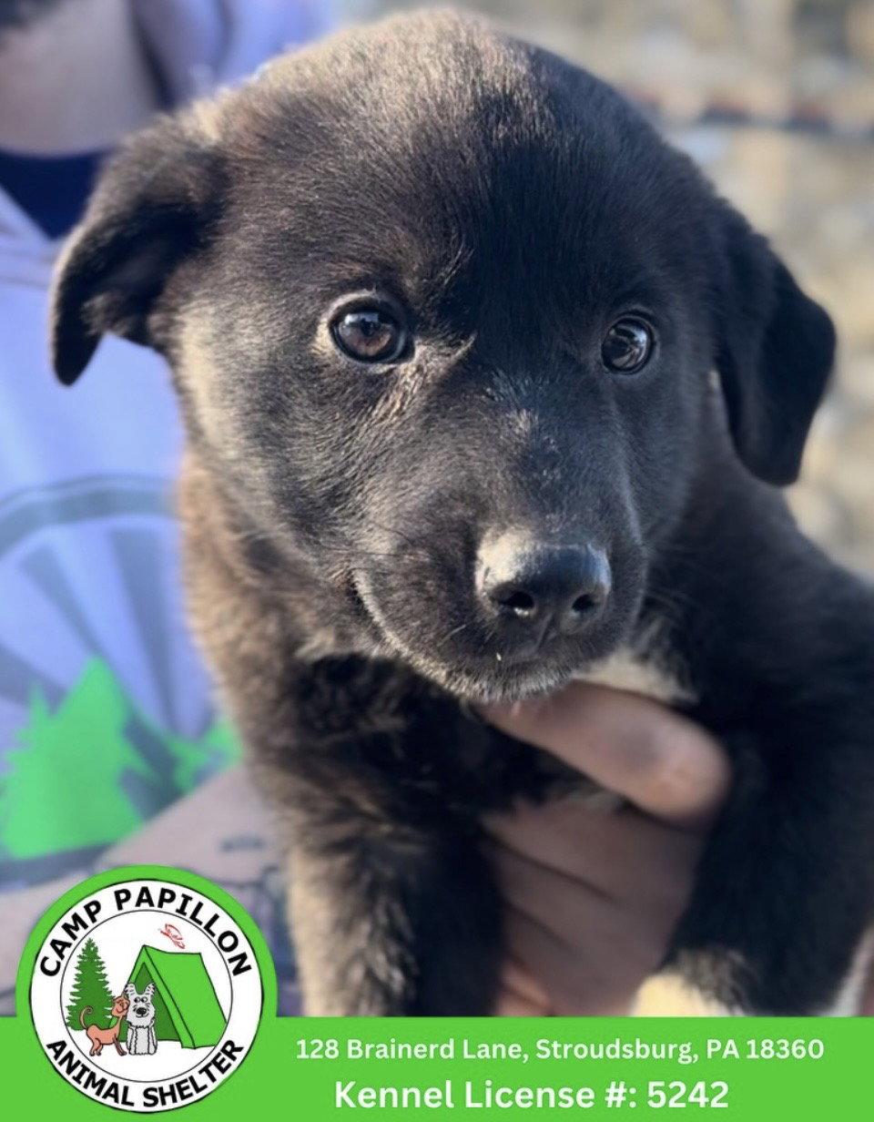 Enlarge Link, a Adoptable Border Collie in Stroudsburg, PA image 1/1