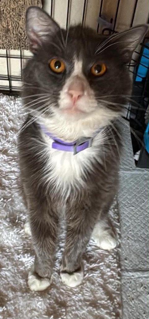 Shaggy, ADOPTABLE, Adult Male Domestic Medium Hair.