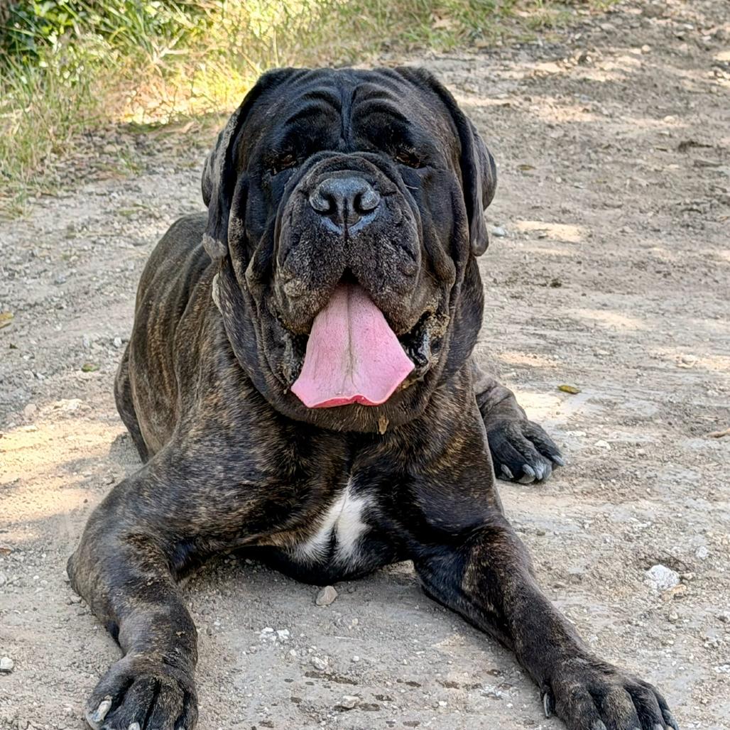 Gertie, Adoptable, Adult Female Cane Corso & Mastiff.