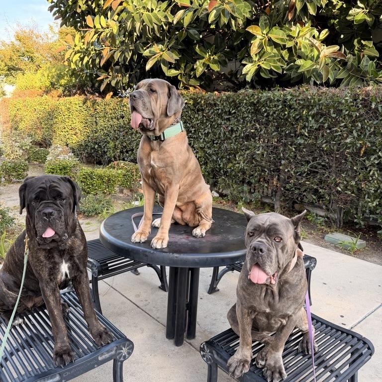 Enlarge Gertie, a Adoption Pending mixed breed in Riverside, CA image 2/3
