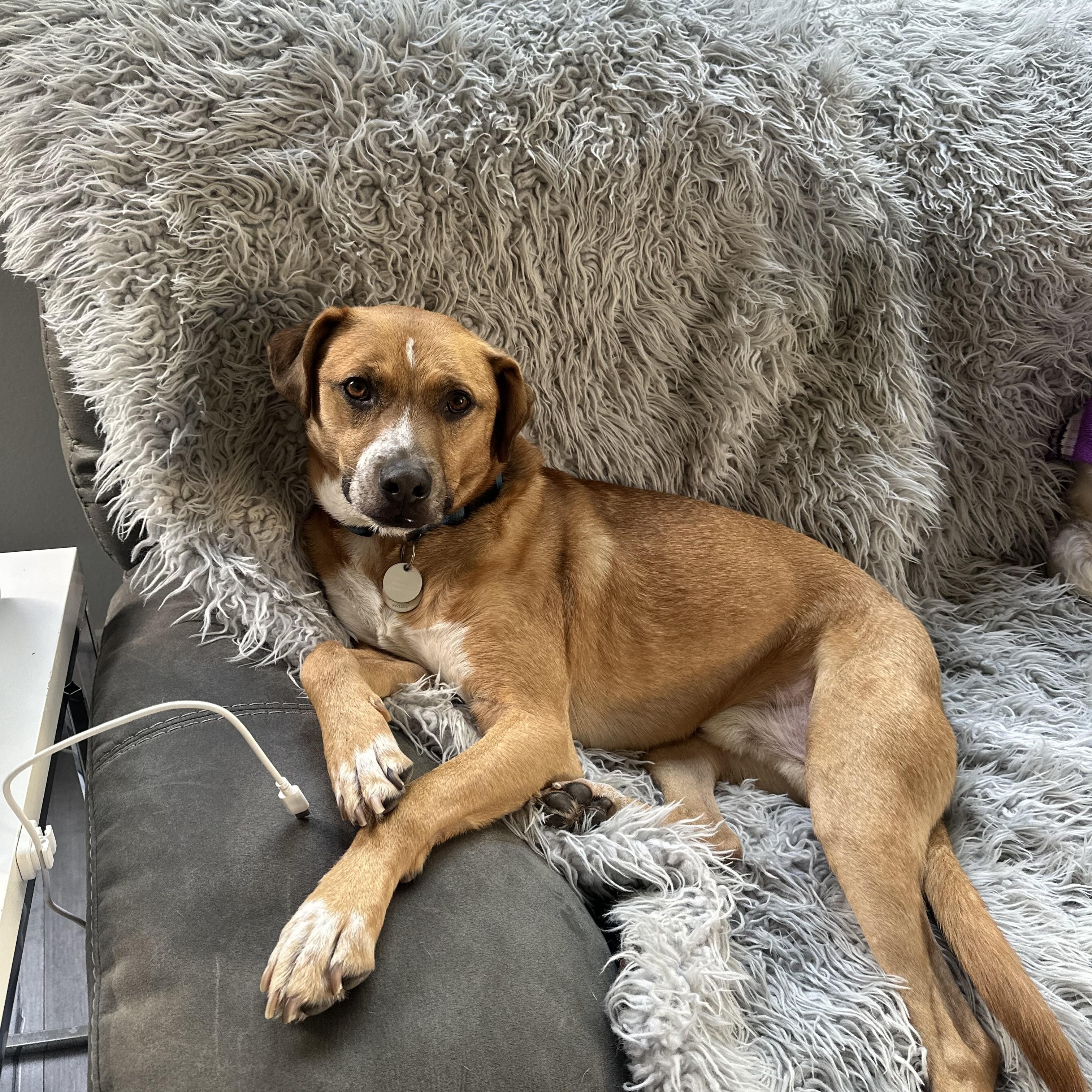 Jorge Rogelio Vicente Cortez III, Adoptable, Adult Male Rhodesian Ridgeback & Black Mouth Cur.