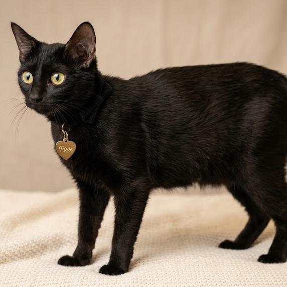 Pixie, Adoptable, Adult Female Domestic Short Hair.
