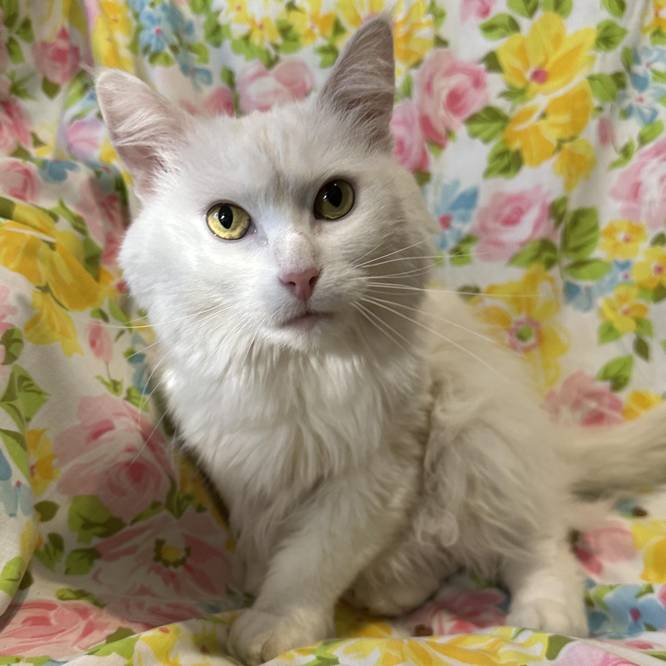 Echo, a Adoptable mixed breed in Scranton, PA image 6/6