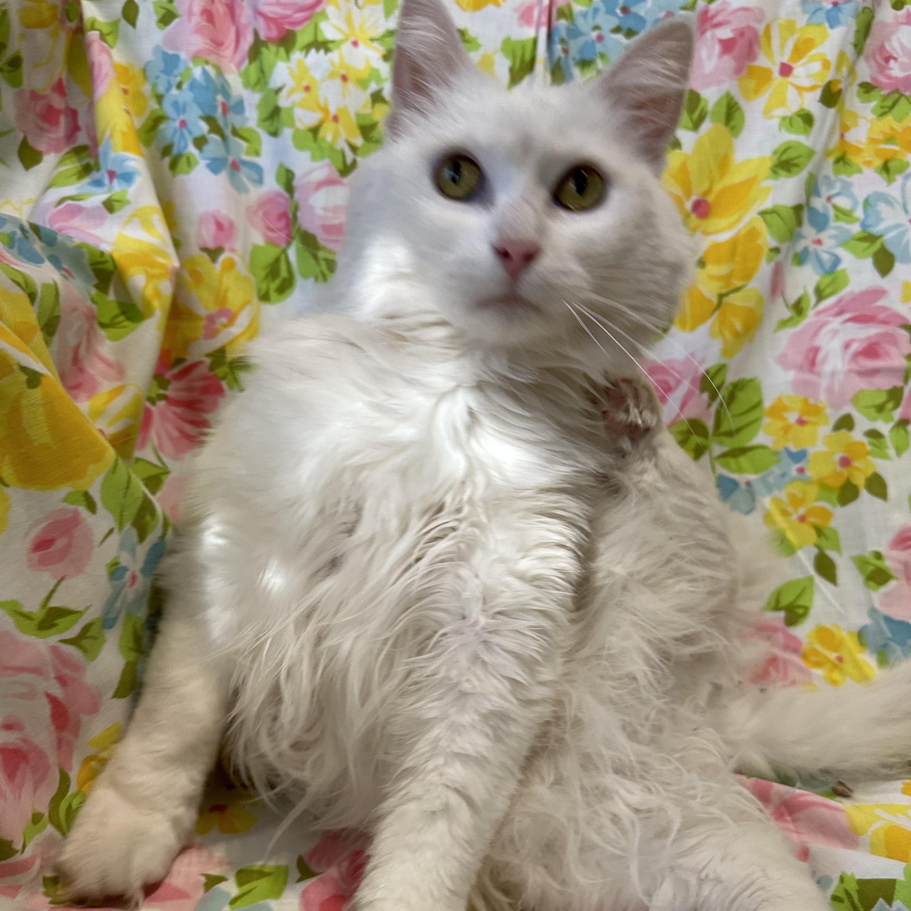 Echo, a Adoptable mixed breed in Scranton, PA image 5/6