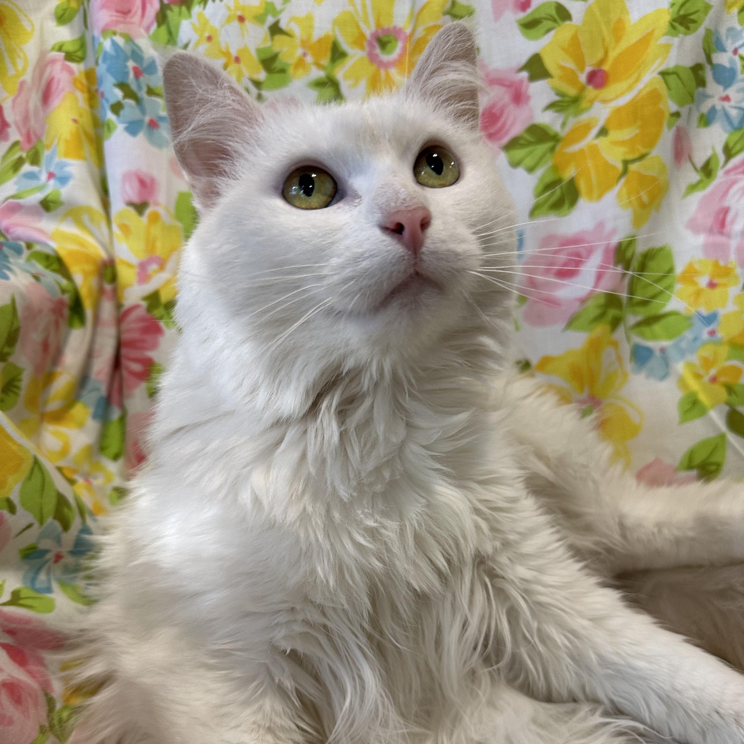 Echo, a Adoptable mixed breed in Scranton, PA image 4/6