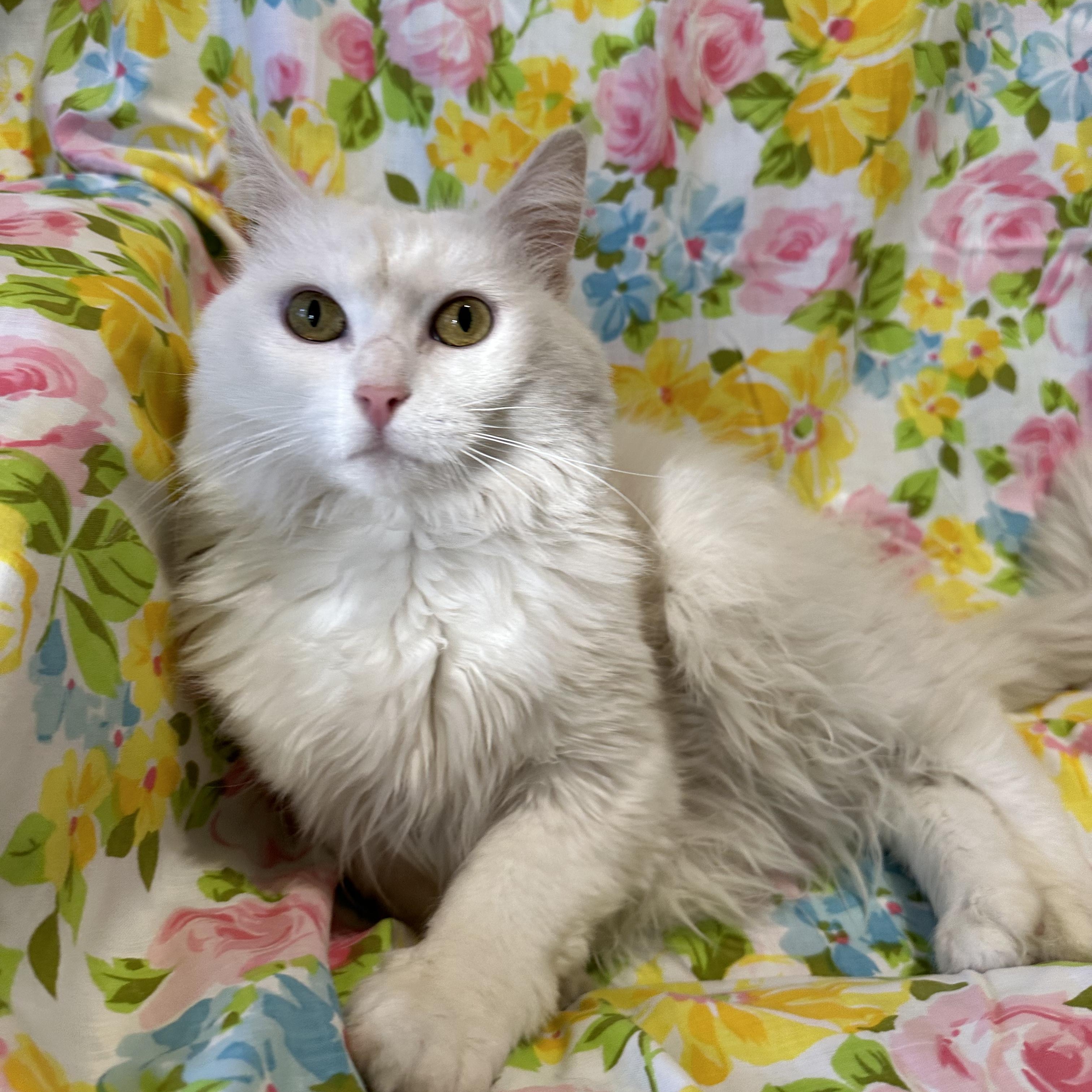 Echo, a Adoptable mixed breed in Scranton, PA image 2/6