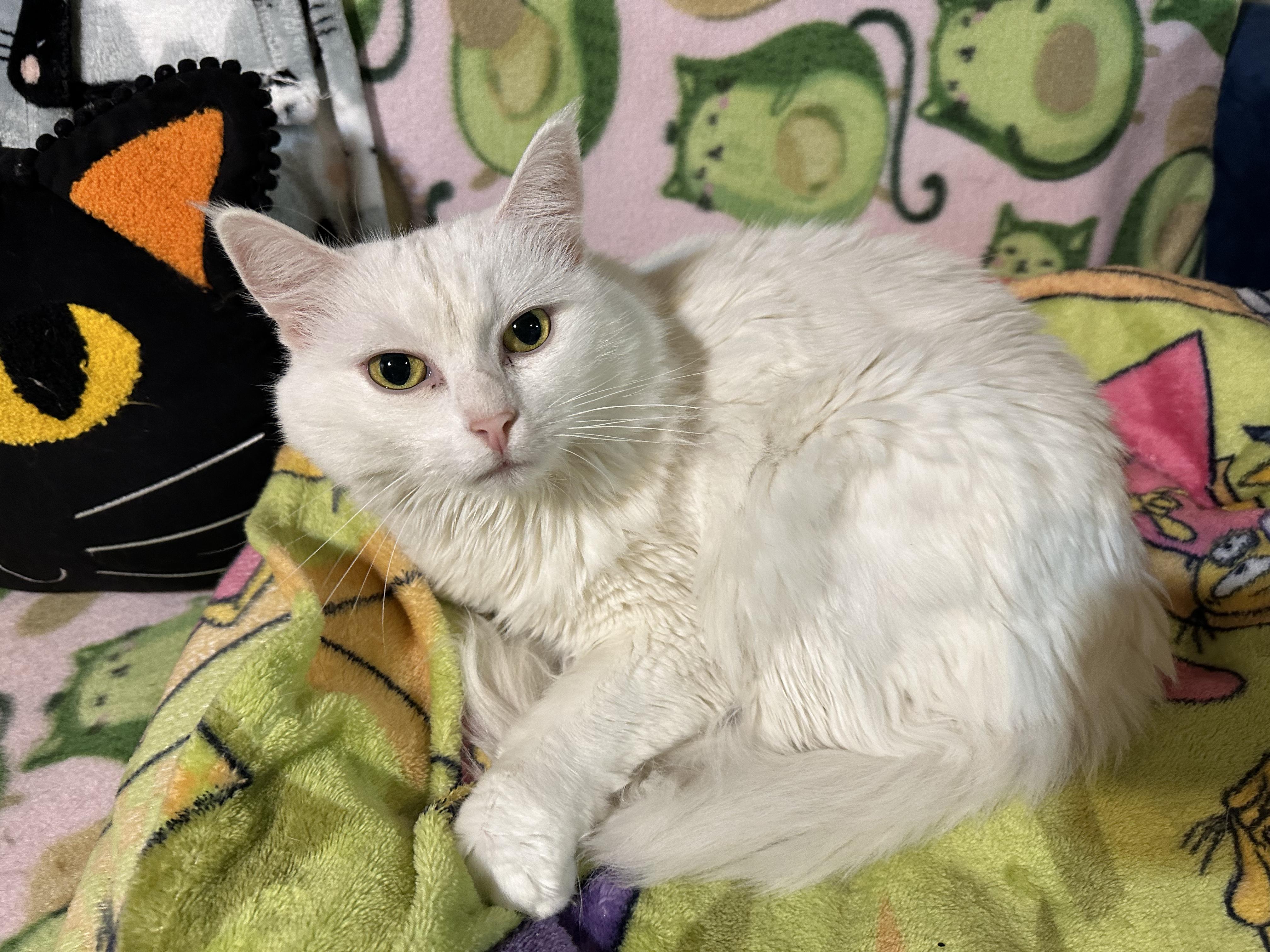 Echo, Adoptable, Young Female Domestic Long Hair.