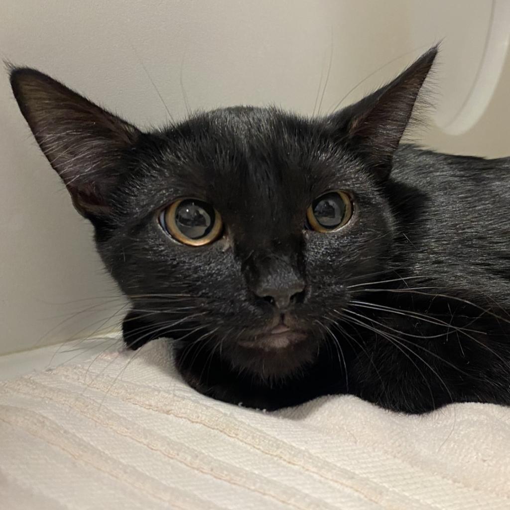 Enlarge Janet, a Adoptable Domestic Short Hair in Tucson, AZ image 1/2
