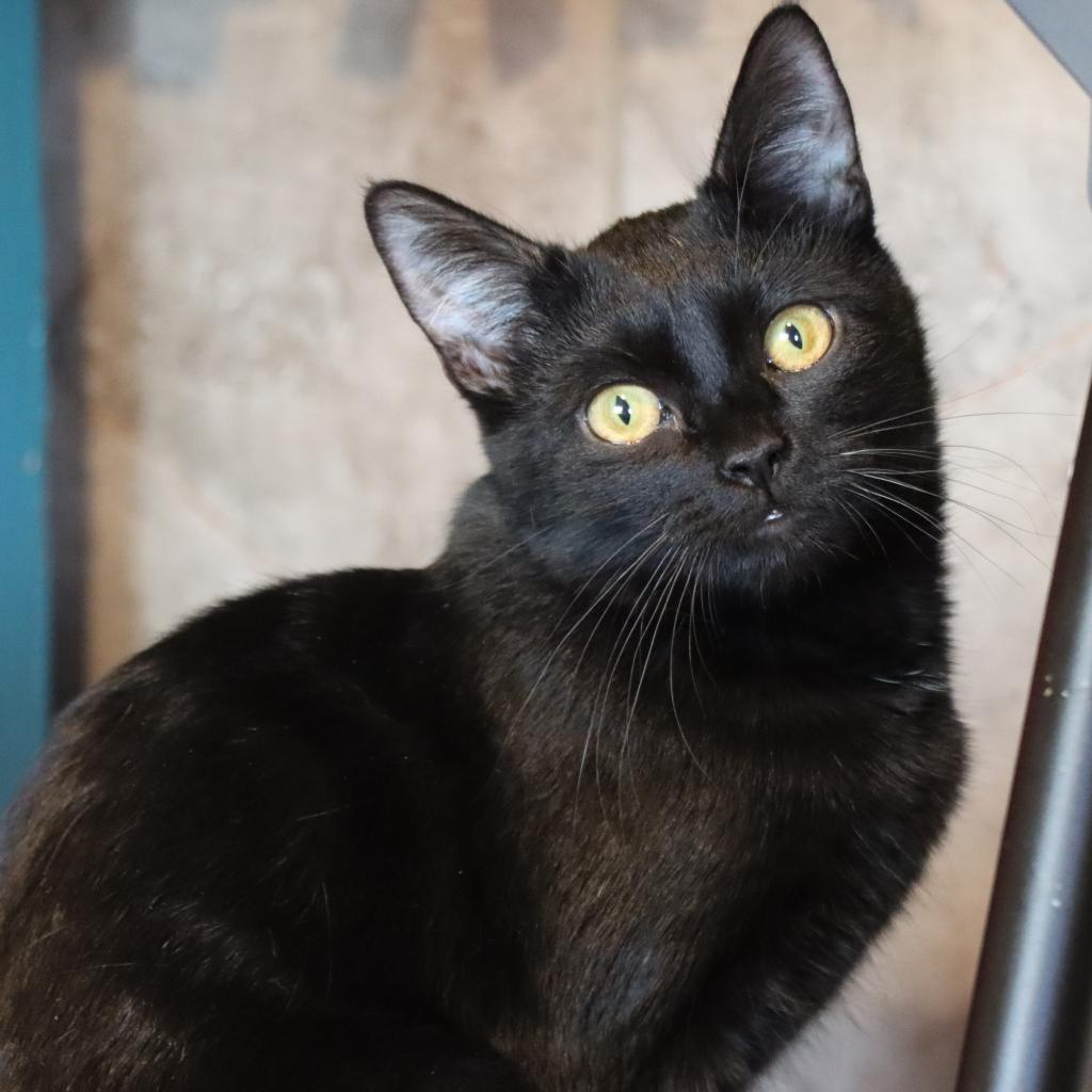 Enlarge Janet, a Adoptable Domestic Short Hair in Tucson, AZ image 2/2