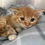Pina Colada, an adoptable Domestic Short Hair in Portsmouth, OH, 45662 | Photo Image 2