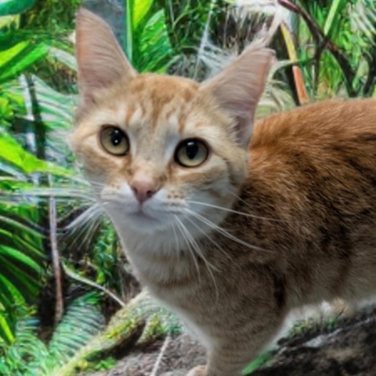 Pina Colada, an adoptable Domestic Short Hair in Portsmouth, OH, 45662 | Photo Image 1