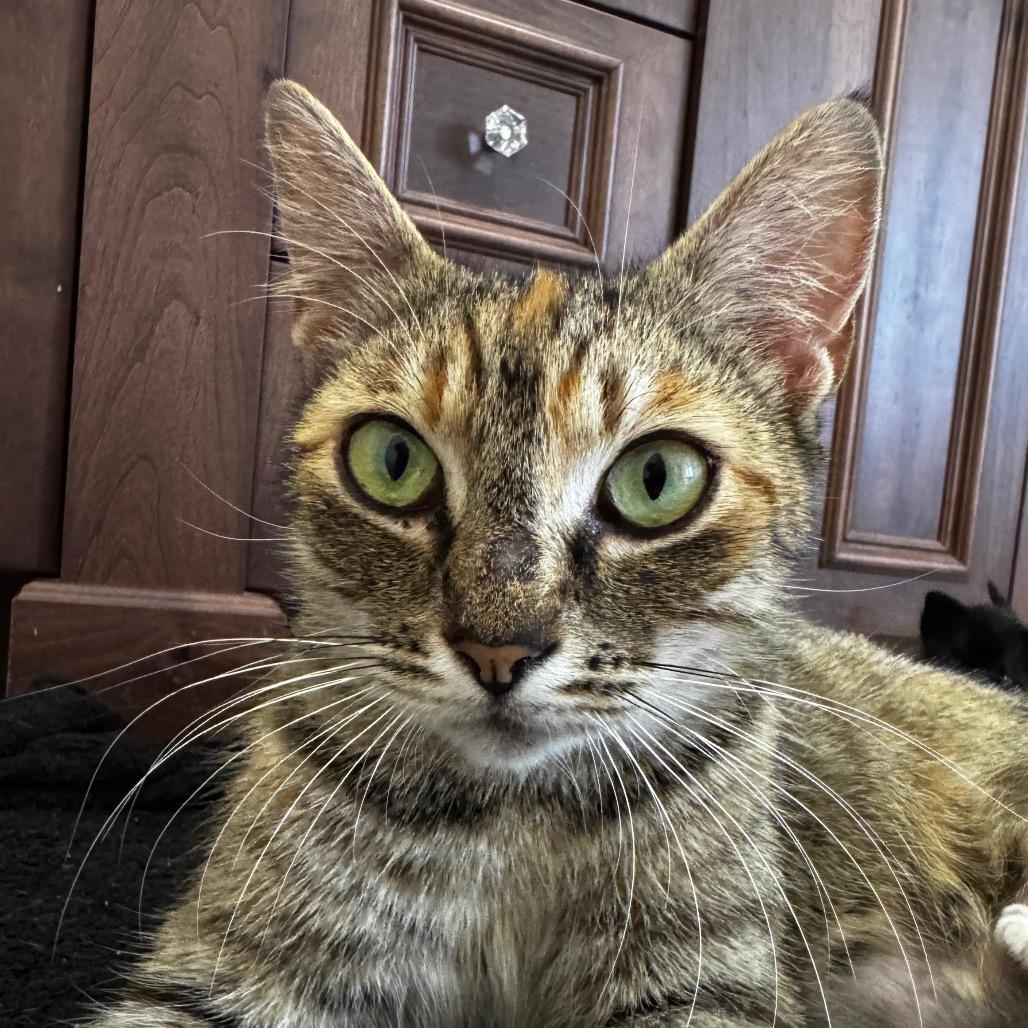 Ms. Bellum, Adoptable, Young Female Domestic Short Hair.