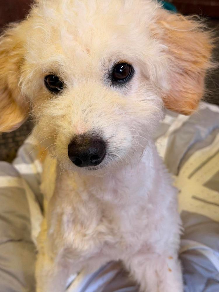 Thor, Adoptable, Young Male Bichon Frise.