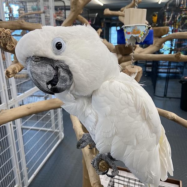 Enlarge Yuki, a Adoptable Cockatoo in Warwick, RI image 2/5
