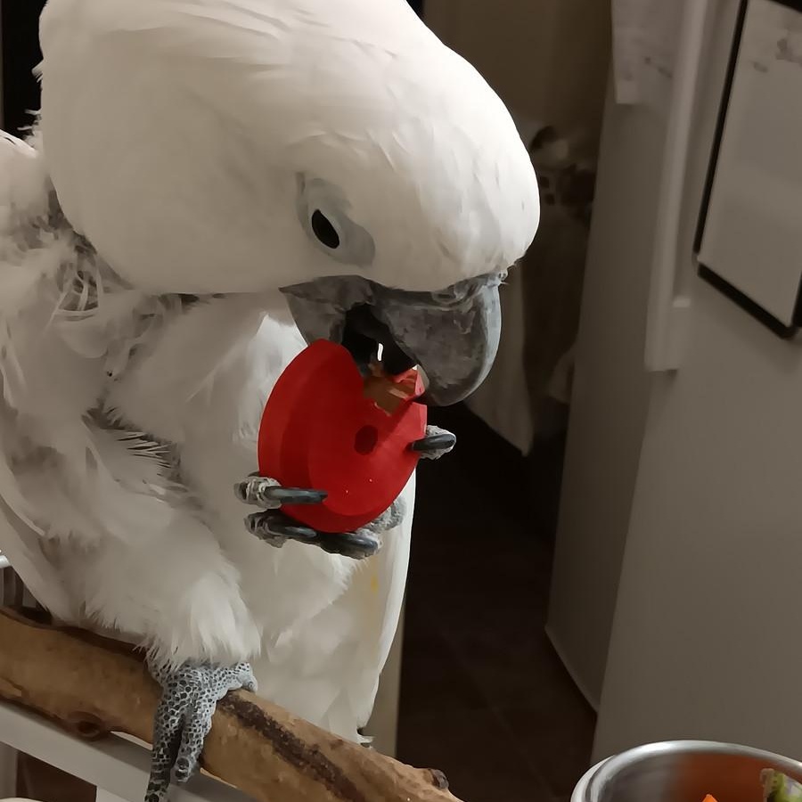 Yuki, Adoptable, Adult Male Cockatoo.