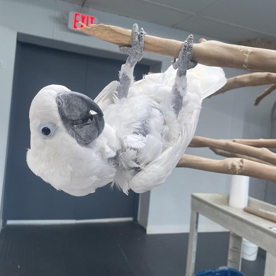 Yuki, Adoptable, Adult Male Cockatoo.