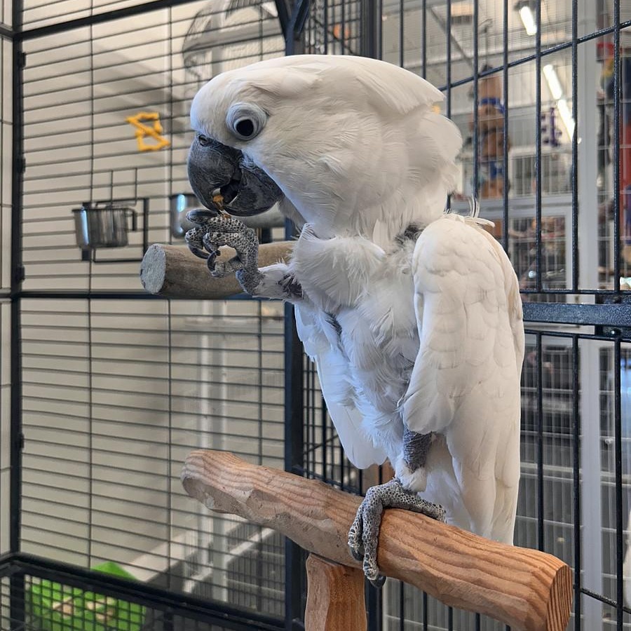 Enlarge Yuki, a Adoptable Cockatoo in Warwick, RI image 3/5
