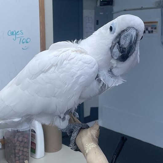 Enlarge Yuki, a Adoptable Cockatoo in Warwick, RI image 4/5