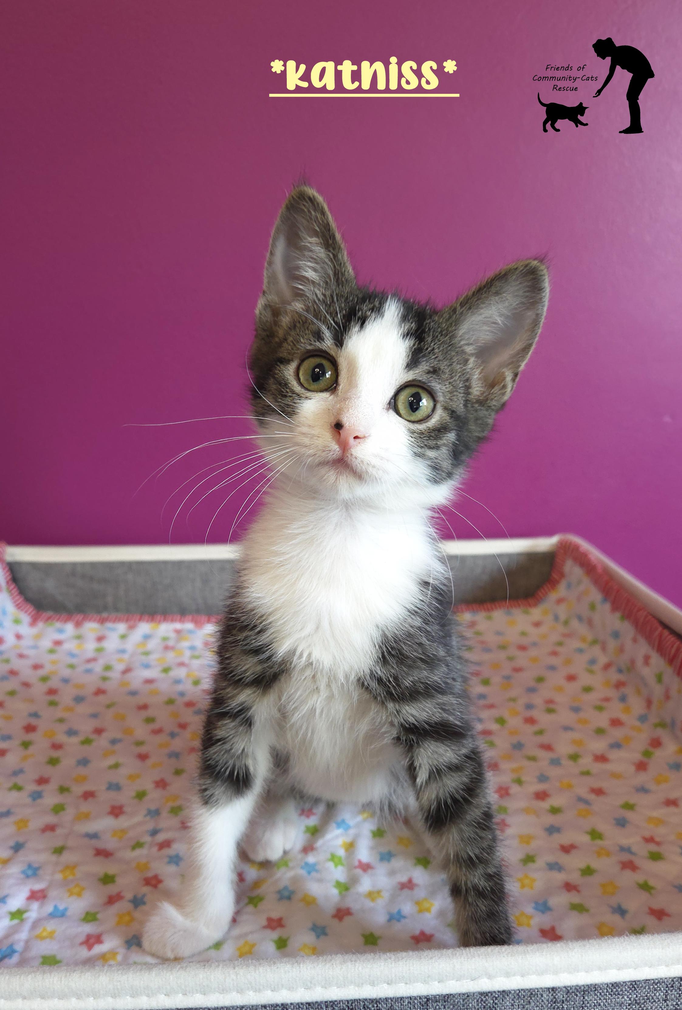 Enlarge Katniss, an adopted Domestic Short Hair in Centerville, UT image 1/3